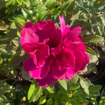 Rosa Rugosa, Ruža vráskavá ´EMOTION´ kont. C2L, výška: 30-40 cm (-34°C)